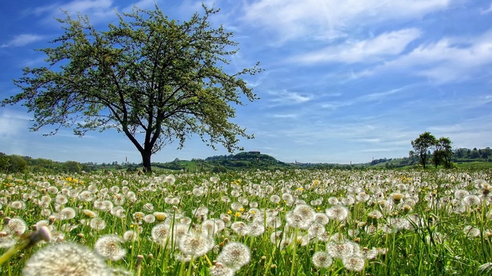 Field of dandelions with a tree and a hill