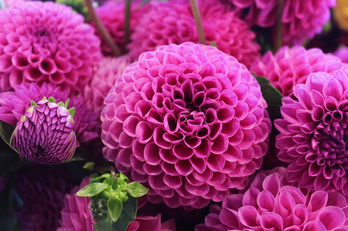 Pink Dahlia Flowers