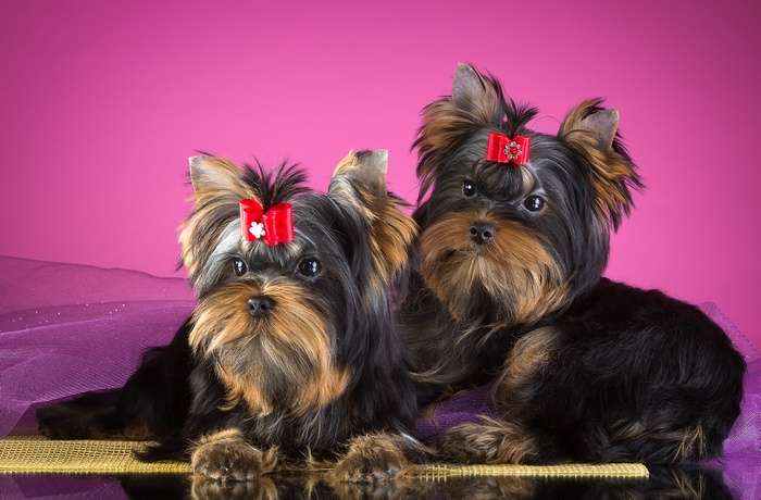 Two Yorkshire Terrier puppies with red bows