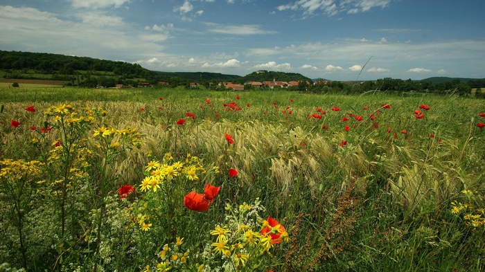 Field of poppies and yellow flowers with a village in the background