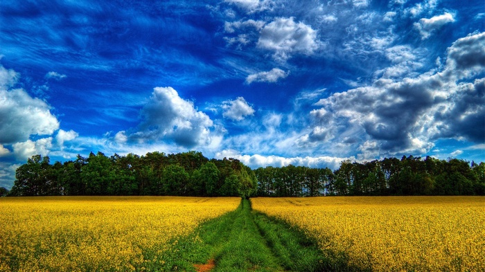 Yellow flower field with green path and forest under blue sky