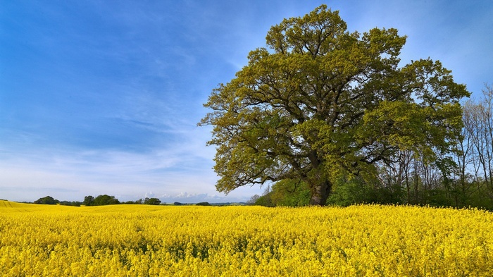 Large oak tree in a yellow rapeseed field under a blue sky