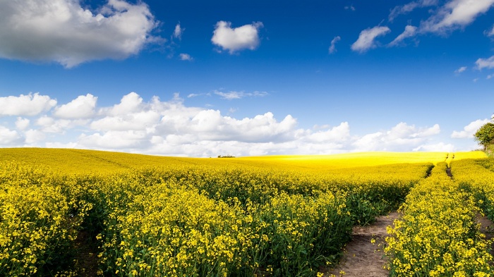 A dirt path winds through a field of yellow flowers under a blue sky.
