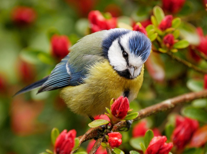 Blue Tit bird on a branch with red flowers