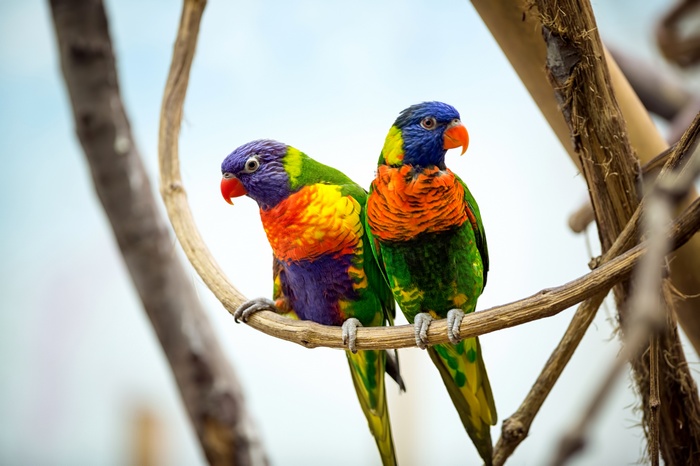 Two colorful parrots with red beaks on a branch