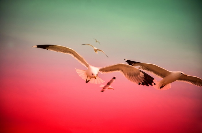 Seagulls flying against a colorful sky