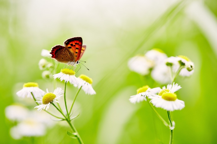 Butterfly on White Daisies