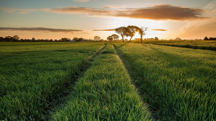 Sunset over a grassy field with trees and a path