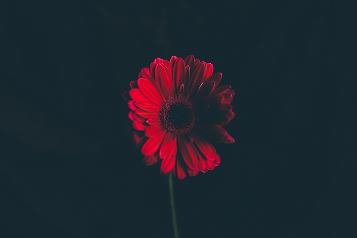 Red Daisy Flower