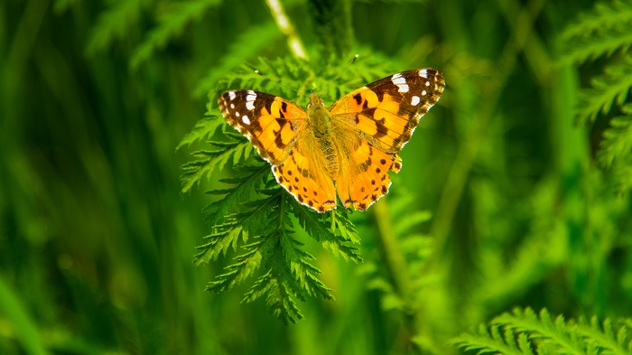 Painted Lady Butterfly on Green Plant