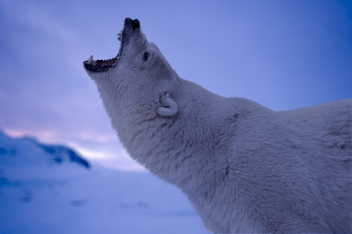 Polar bear roaring in snow