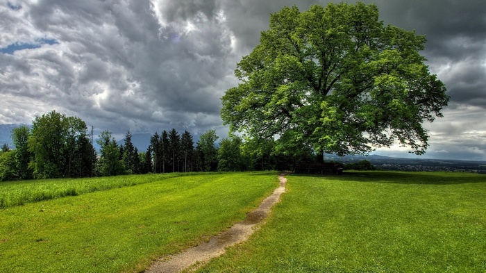 A lone tree on a grassy hill under a cloudy sky