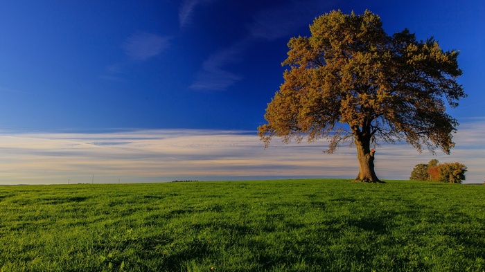 Lone tree in a green field under a blue sky
