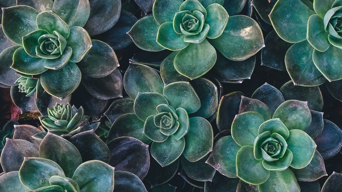 Close-up of Aeonium succulent plants