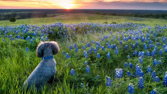 Dog in a field of bluebonnets at sunset
