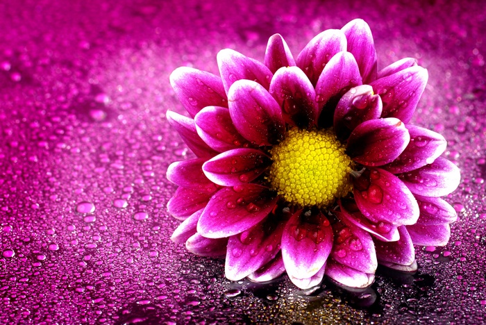 Pink flower with water droplets 4K