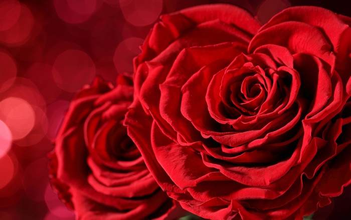 Two red roses with bokeh background