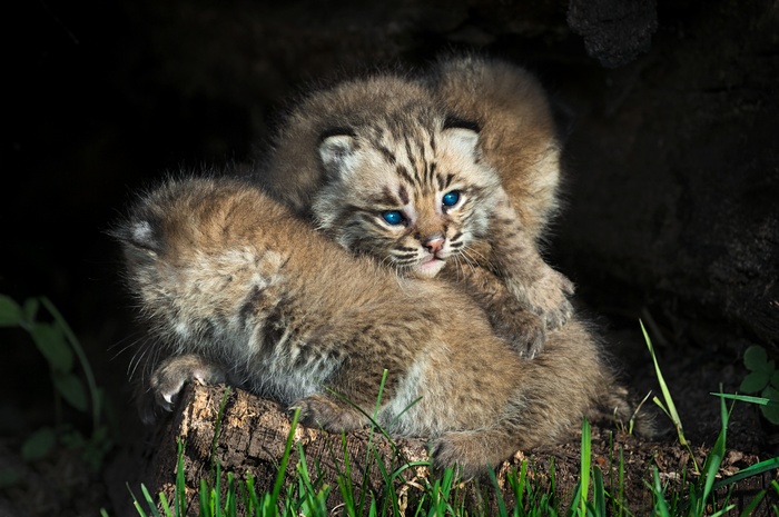 Two Bobcat Kittens with Blue Eyes