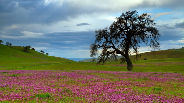 Oak tree in a field of purple flowers