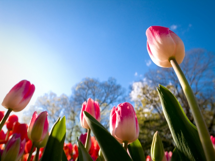 4K Tulips on a Sunny Day