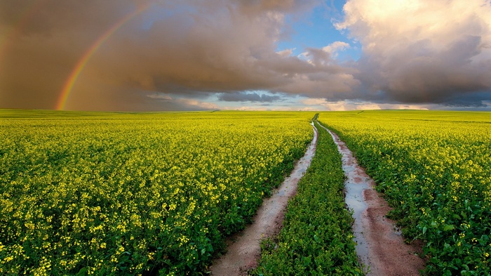 Rainbow over a yellow field with a dirt road