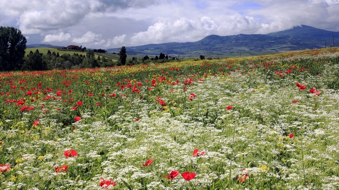 Field of red and white wildflowers with rolling hills