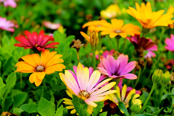 Colorful Daisy Flowers in Bloom