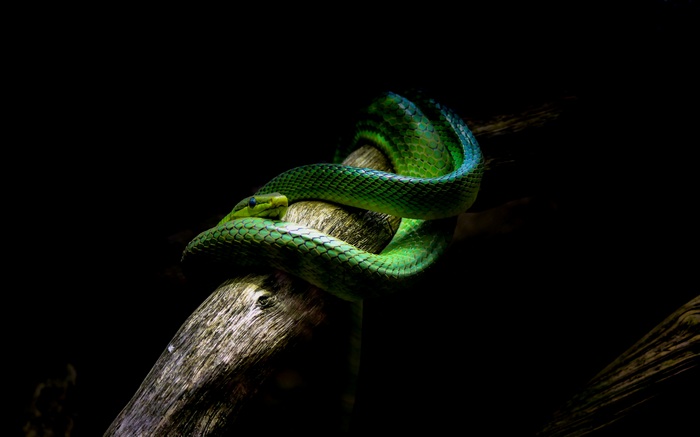 Green snake coiled on a branch