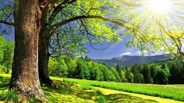 Sunlit forest with rolling hills and trees