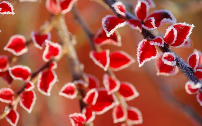 Red leaves with frost on branches
