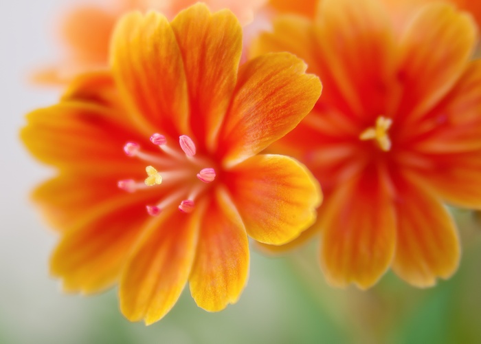 4K Lewisia flowers
