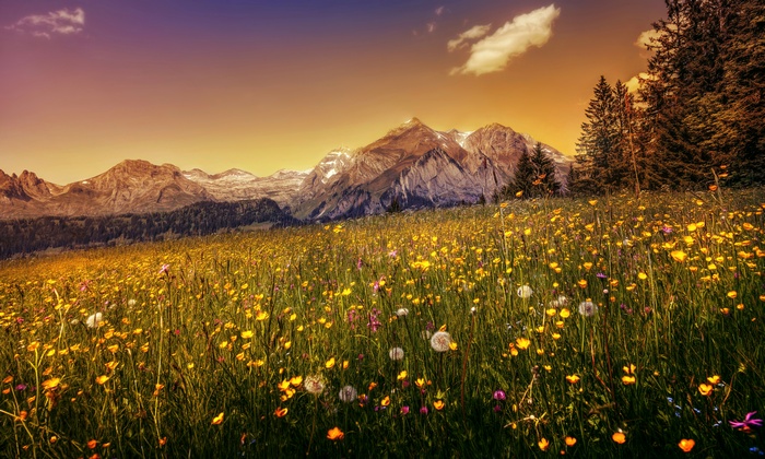 Buttercup field, Dandelion flowers, 4K, Mountains