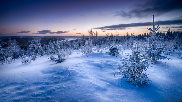 Winter Horizon with Snow-Covered Trees