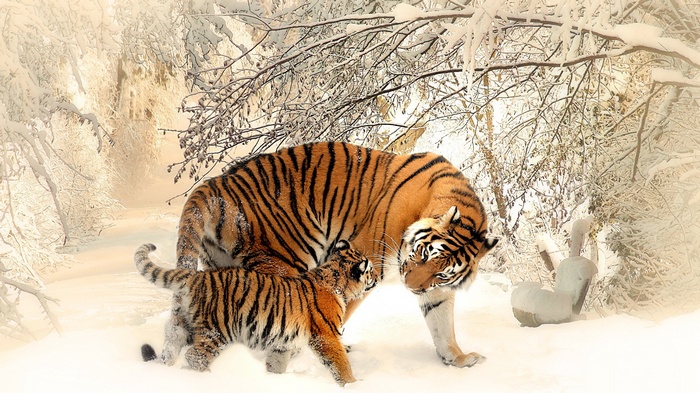 Tiger mother and cub in snowy forest 4K