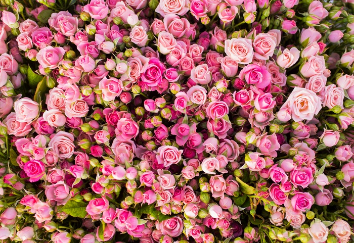 4K Pink Roses