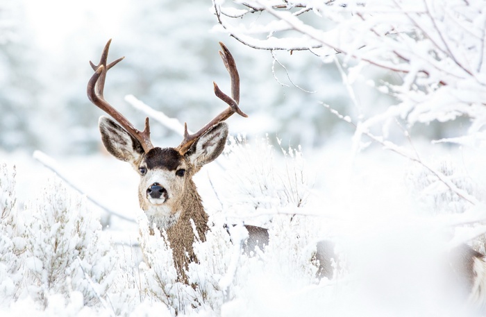Buck in winter snow