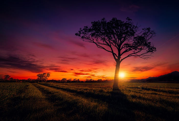 Silhouette of a tree during a vibrant sunset