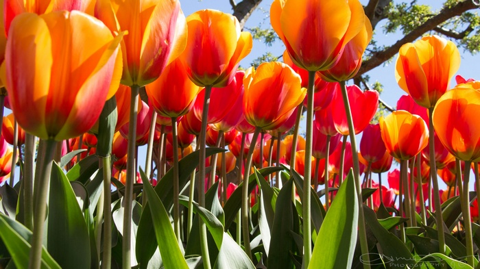 Orange and Red Tulips in Bloom