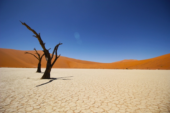 Dead trees in Namib Desert 4K