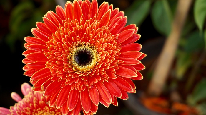 Orange Gerbera Flower