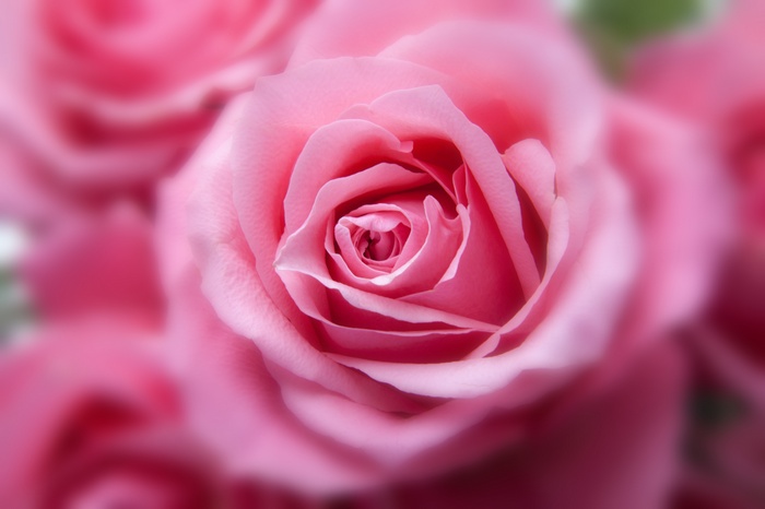 Pink Roses 4K