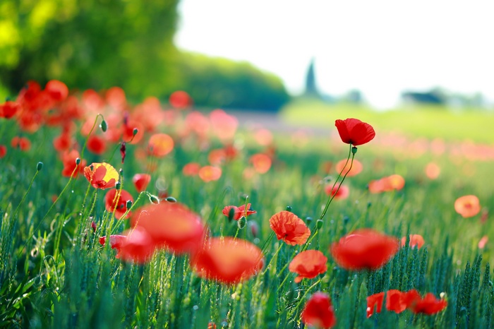 Field of red poppies in bloom