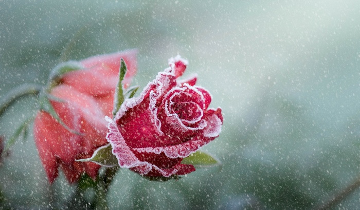 Frosty red rose with snowfall