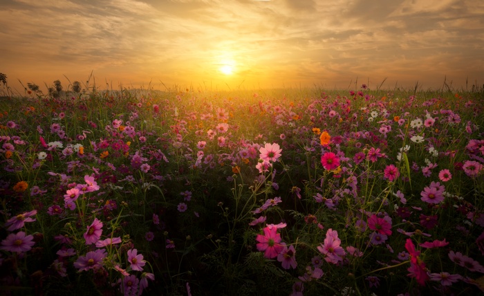 Cosmos flowers field at sunrise