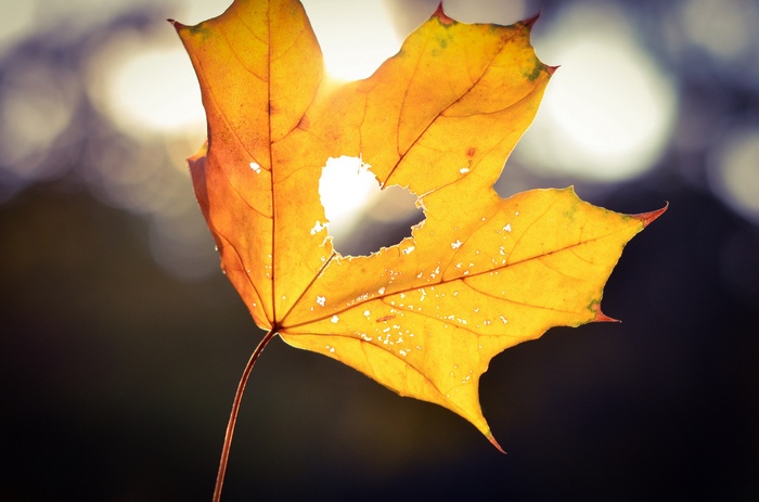 Yellow maple leaf with a heart-shaped hole