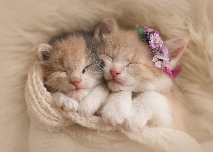 Cute kittens, Adorable