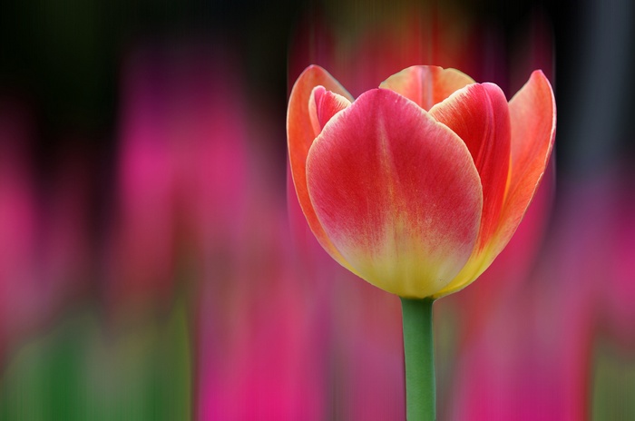 Red and yellow tulip with bokeh background