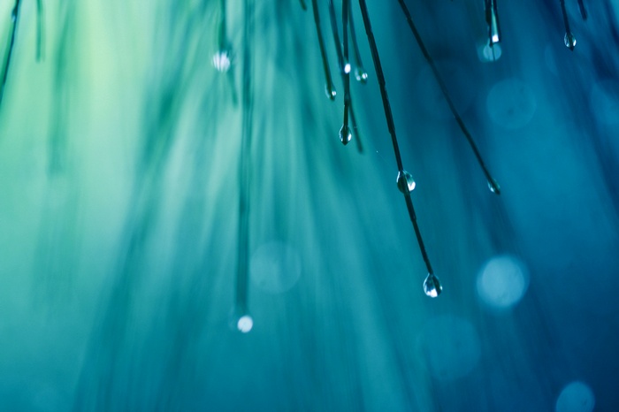 Rain drops on pine needles 4K