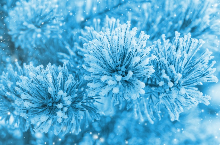 Pine branches covered in frost and snow