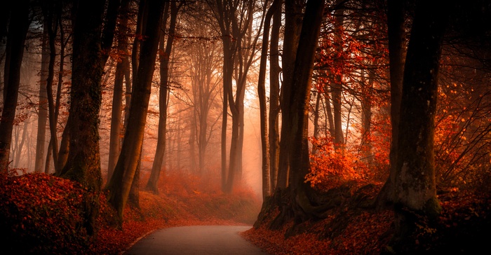 Autumn forest pathway with orange leaves